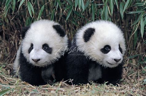 Pictured: Baby giant panda born in China .